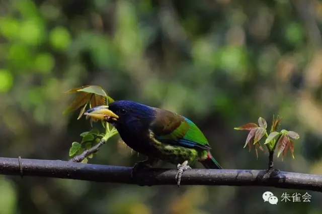 1450098943230788.jpg 640.webp (1).jpg