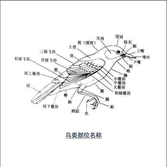 1462522099861283.jpg QQ图片20160506155053.jpg