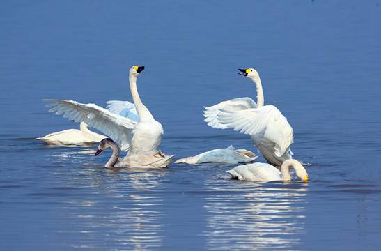 1517902892430510.jpg 小天鹅