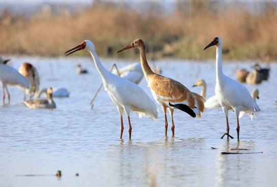 1517902900540693.jpg 白鹤