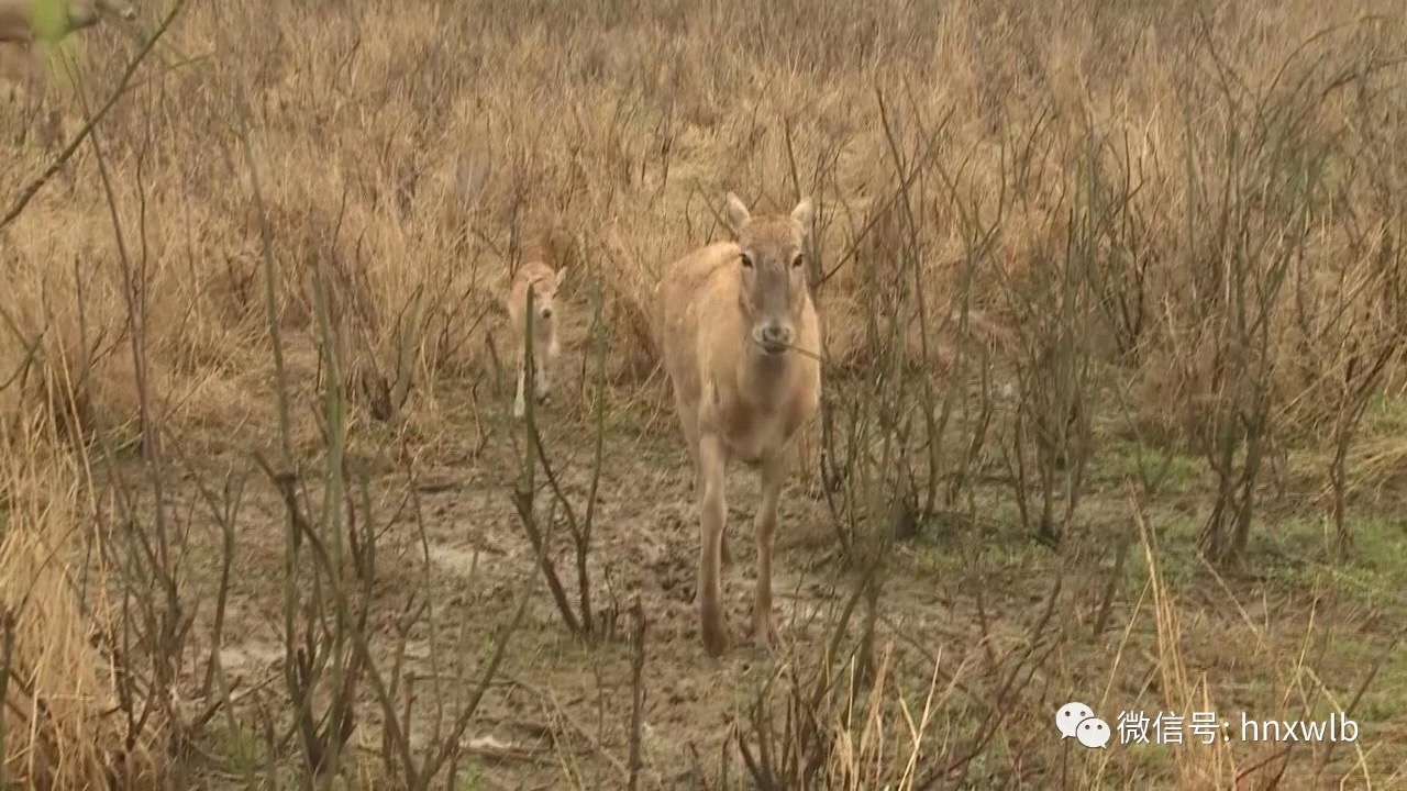 1522377036350279.jpeg WechatIMG4.jpeg