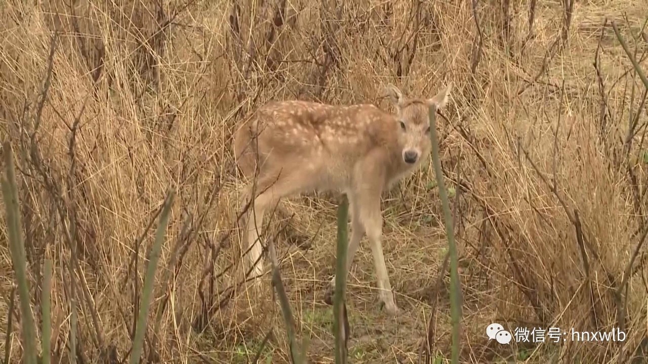 1522377524932199.jpeg WechatIMG6.jpeg