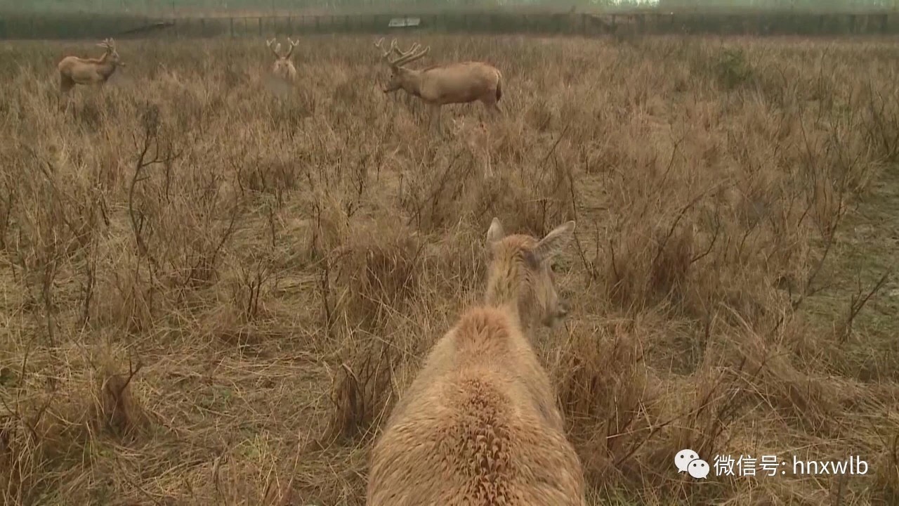 1522377607480969.jpeg WechatIMG7.jpeg