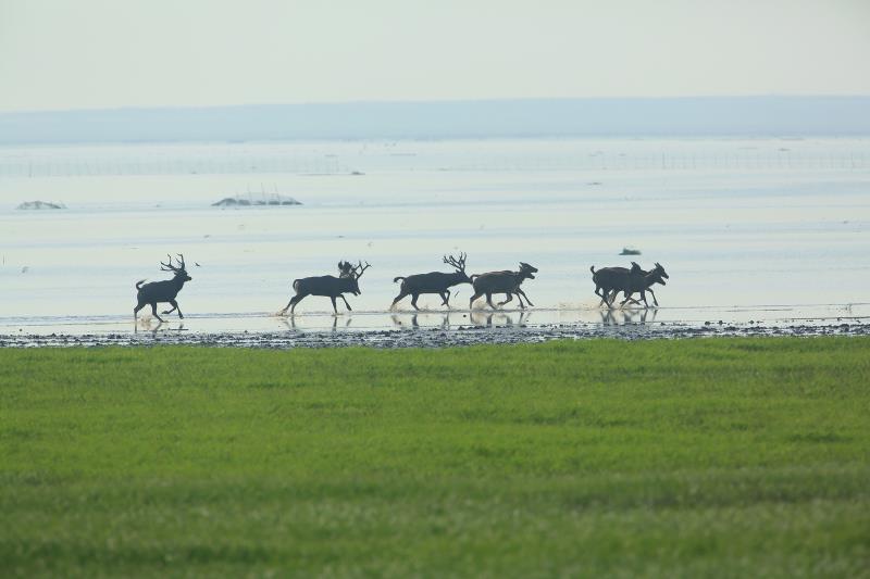 1525310381952529.jpeg WechatIMG5.jpeg