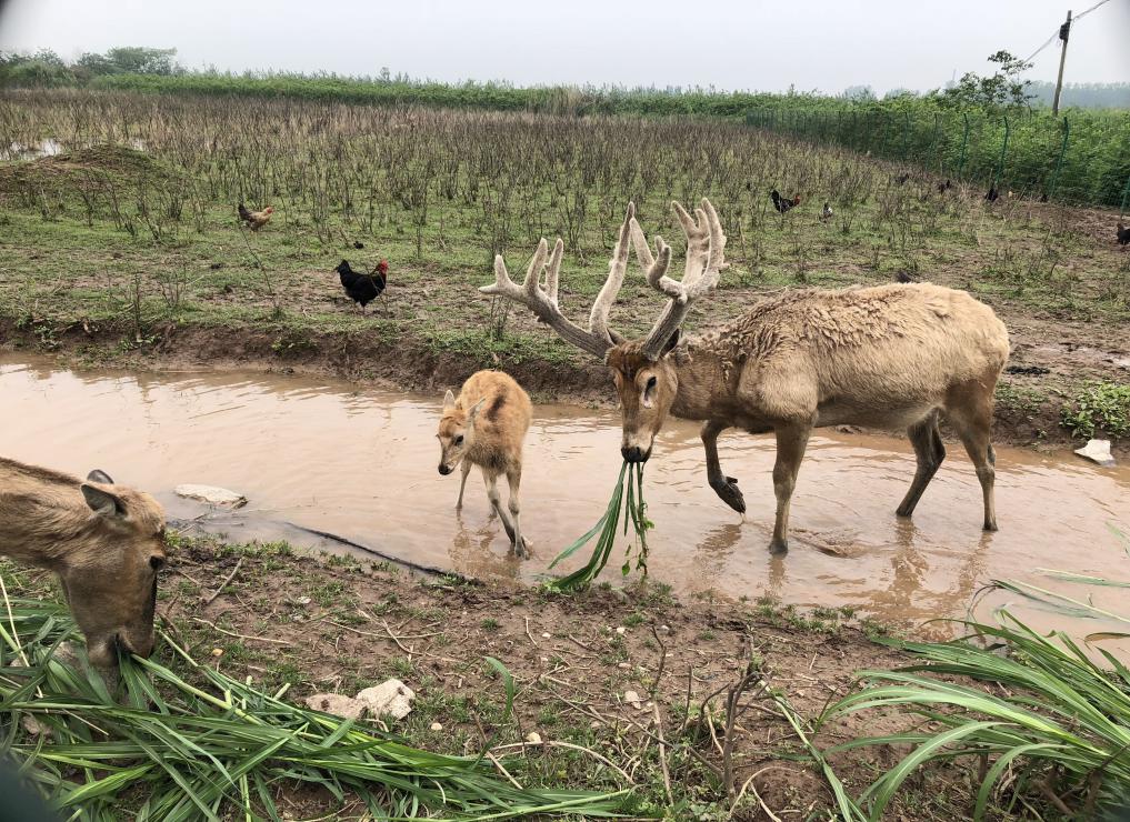 1525310928401798.jpeg WechatIMG9.jpeg