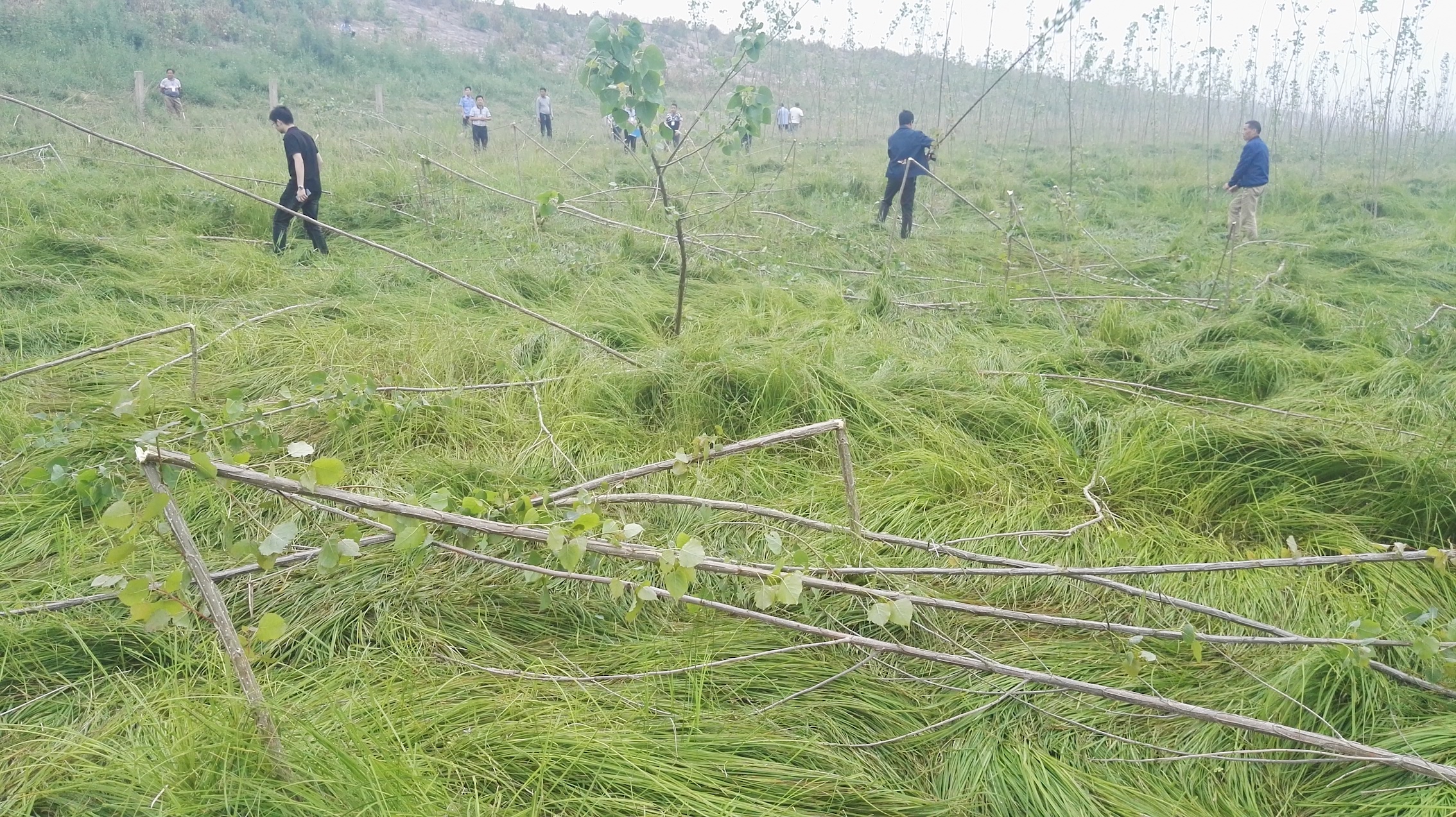 1526349856694996.jpeg WechatIMG7.jpeg